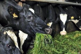 Agri jobs: dairy workers in high demand