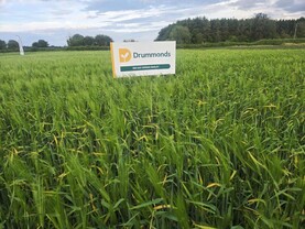 100-day spring barley being grown in Co Louth