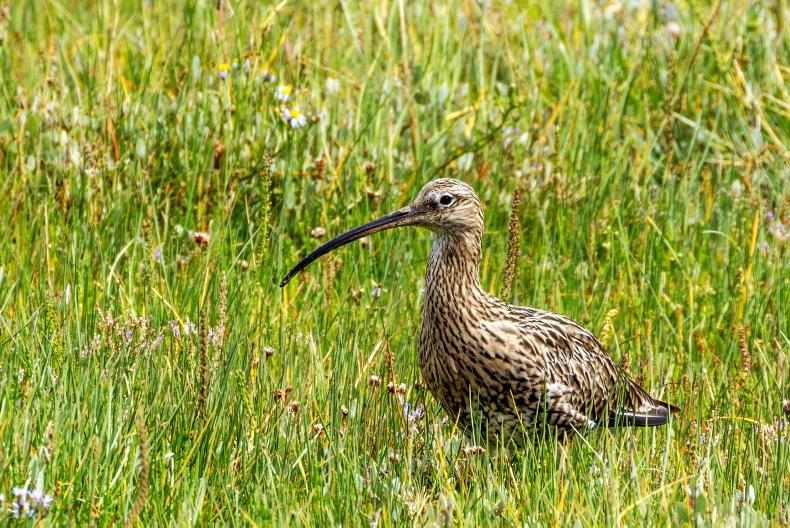 Irish curlews get 'Emmerdale eggs' boost