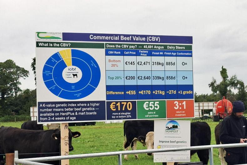 BEEF2026: high-CBV calves will generate €170/head more at slaughter