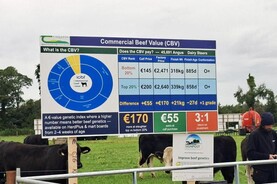 BEEF2026: high-CBV calves will generate €170/head more at slaughter