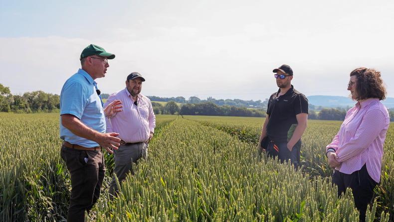 Watch: gate closed on a now promising winter wheat crop