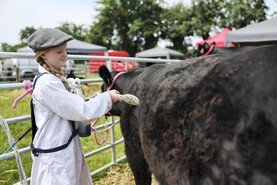 Cattle classes cancelled at Dungarvan show due to TB in area 