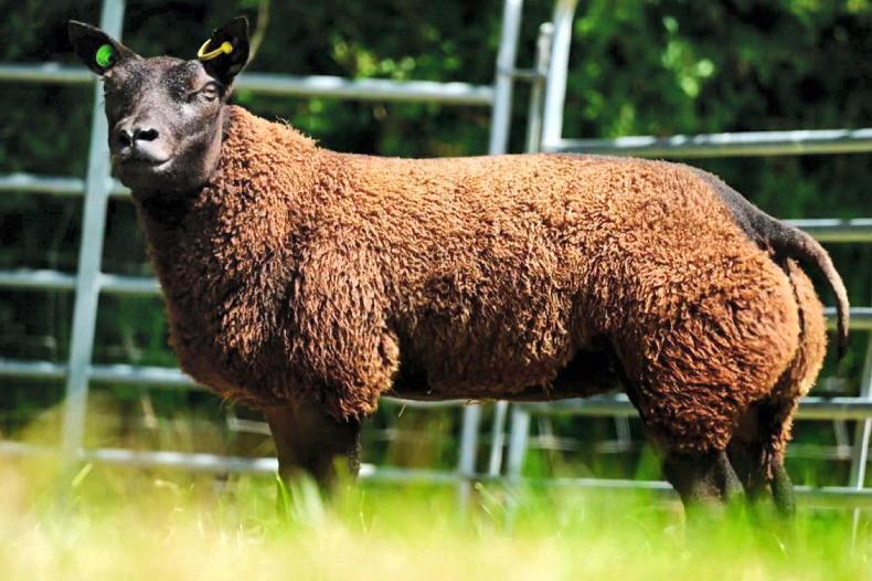 Champion genetics on offer in breeders' choice sale
