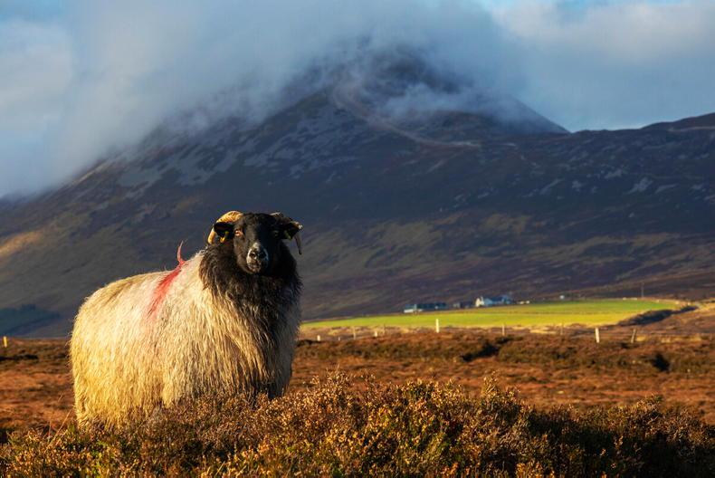 Entries open for Tullamore Show photo competition 