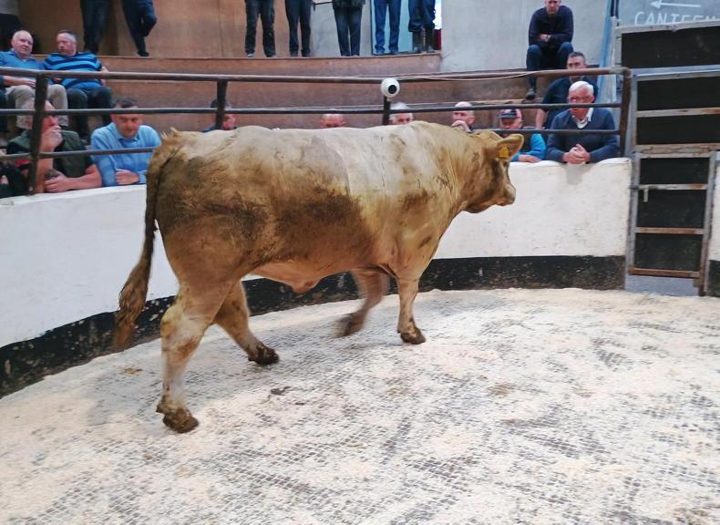 Sharp trade for heavy cattle in Keady Mart