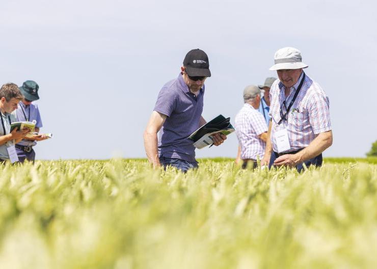 Winter wheat variety choice is improving