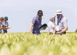 Winter wheat variety choice is improving