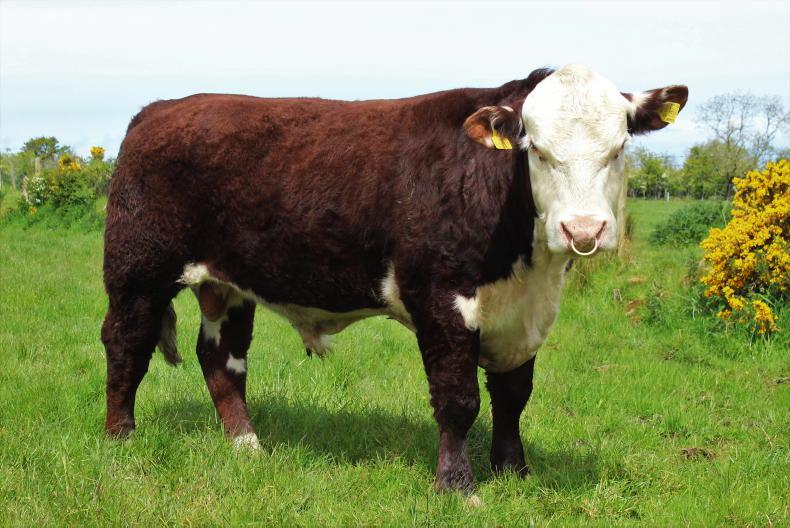 Vet's Corner: looking after your stock bull during breeding