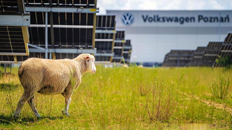 Volkswagen to use flock of sheep to graze under solar panels