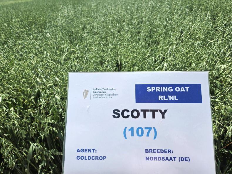 Two main oat varieties, more in production
