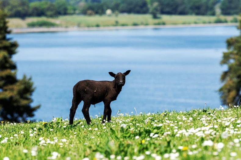 Met Éireann warns of heatwave conditions next week