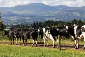 Dairy farm incomes up 41% in 2025