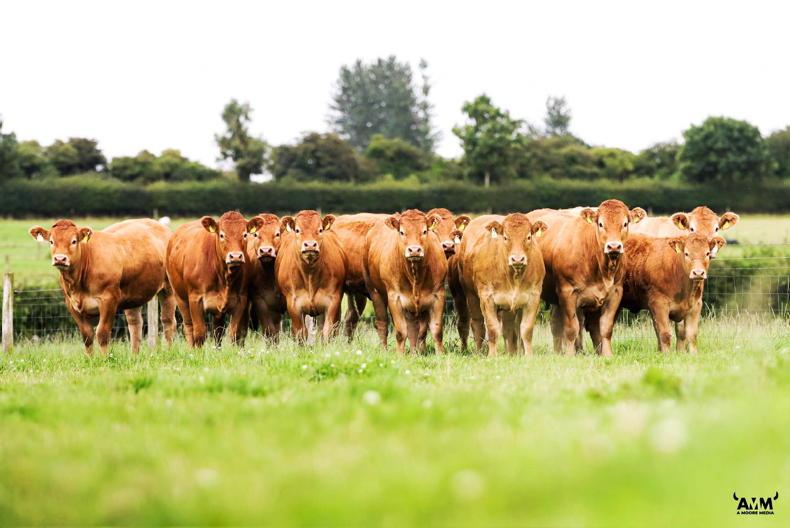 Limousin society to hold separate classes for ET-bred calves at national show 