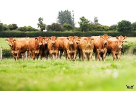 Limousin society to hold separate non ET-bred classes at national show
