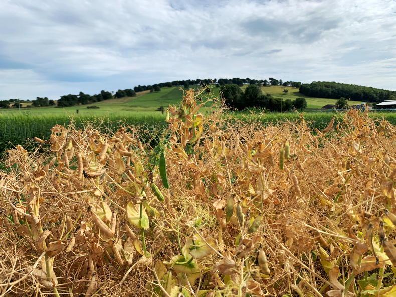 From the Tramlines: crops ripen quickly in fine weather