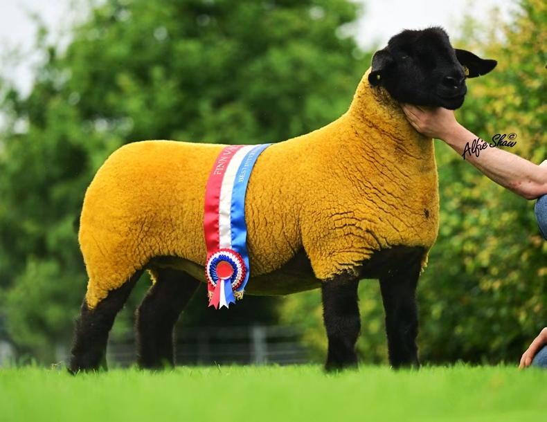 Suffolk ewes hit £8,100 in Big Bang auction