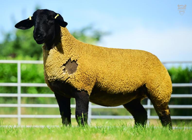 Top-priced Suffolk ewe lamb sells to Wales