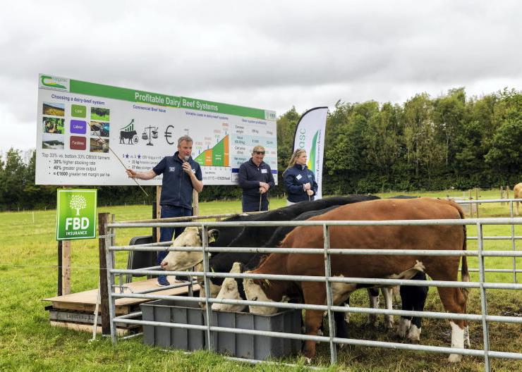 Margin of €500/head possible from dairy-beef bullocks
