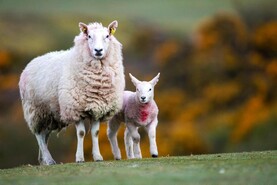 Sheep farm incomes up slightly in 2025 due to higher output prices
