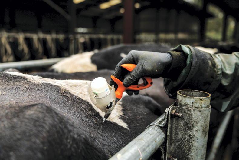 ICOS advises farmers to vaccinate weanlings before autumn sales