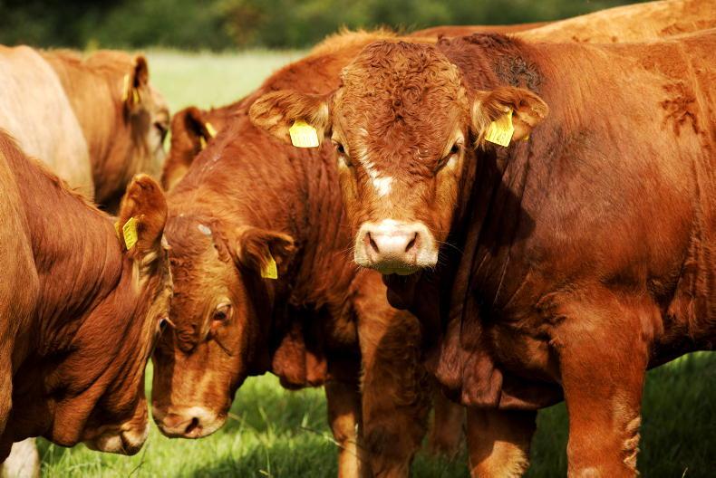 ICOS advises farmers to vaccinate weanlings before autumn sales