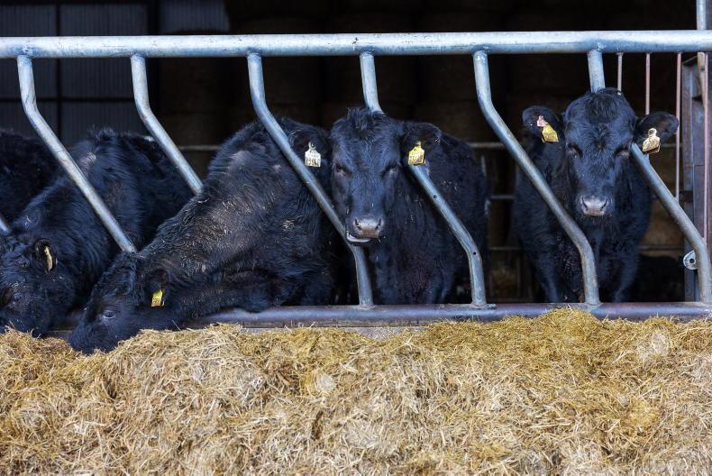ICOS advises farmers to vaccinate weanlings before autumn sales
