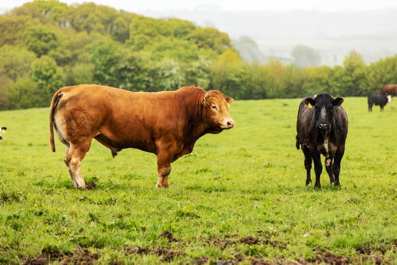 Five key areas of vital importance for farm safety