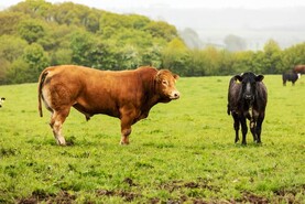Five key areas of vital importance for farm safety