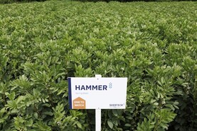 Hammer to break into beans market