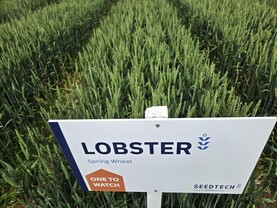 Spring wheat seed production broadens out