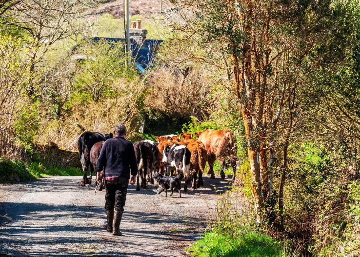 What way is your MEP looking to steer future farm payments?