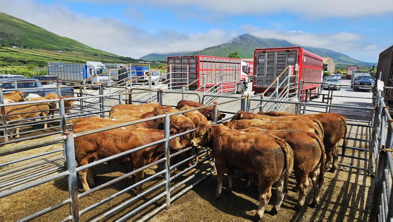 Camera at the Mart: shippers light up Iveragh weanling sale
