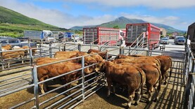 Camera at the Mart: shippers light up Iveragh weanling sale