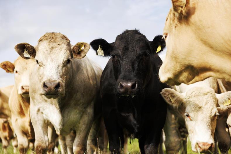 ICBF due to update beef Euro-star indices