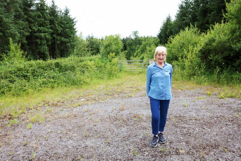 Independent reports critical of Coillte