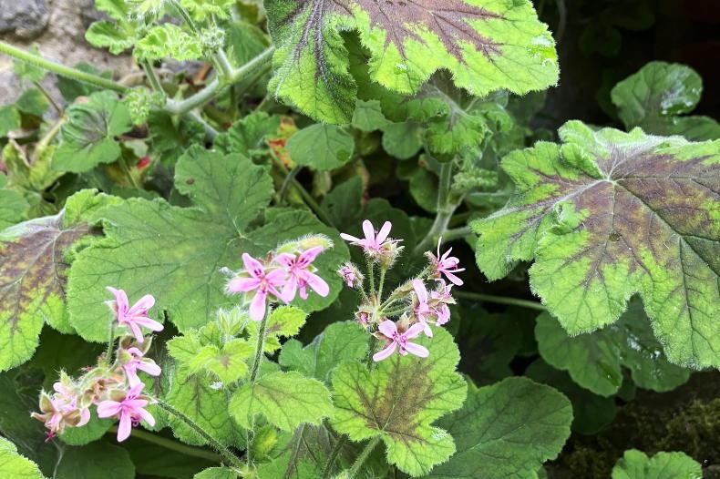 Gardening with Mary: pelargoniums are the perfect patio plant