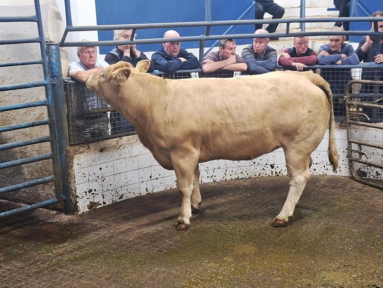 MartBids Database: positivity in heavy cattle trade