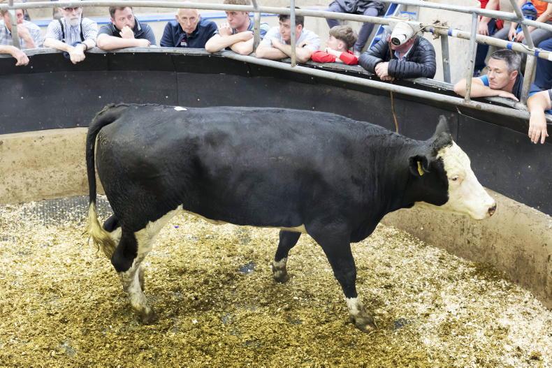 Camera at the Mart: keen demand for all types in New Ross