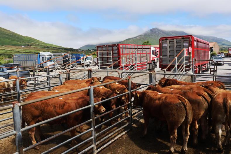 Top weanlings up €175/head           
