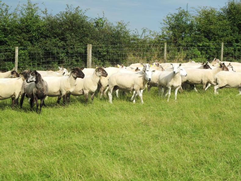 Sheep Management: weather management, worm counts, straw and tagging