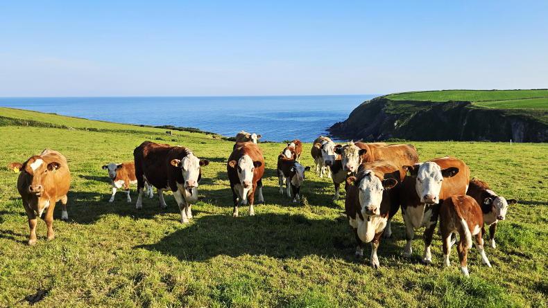 Beef Management: weighing, warm weather management and dung sampling