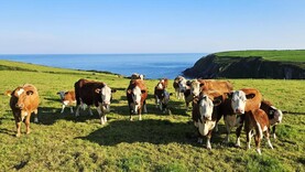 Beef Management: weighing, warm weather management and dung sampling