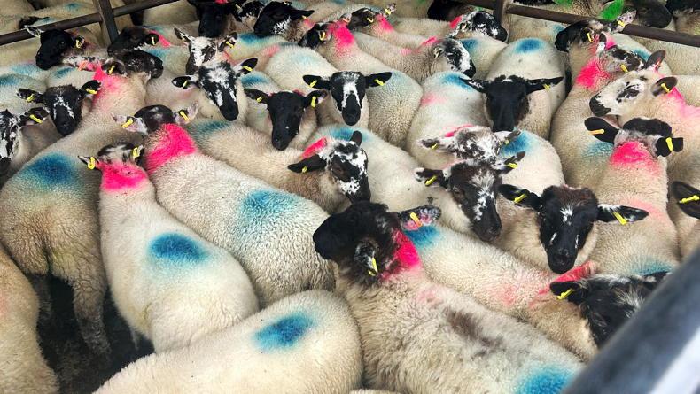 Sheep mart prices: finished lambs strengthen, stores remain solid
