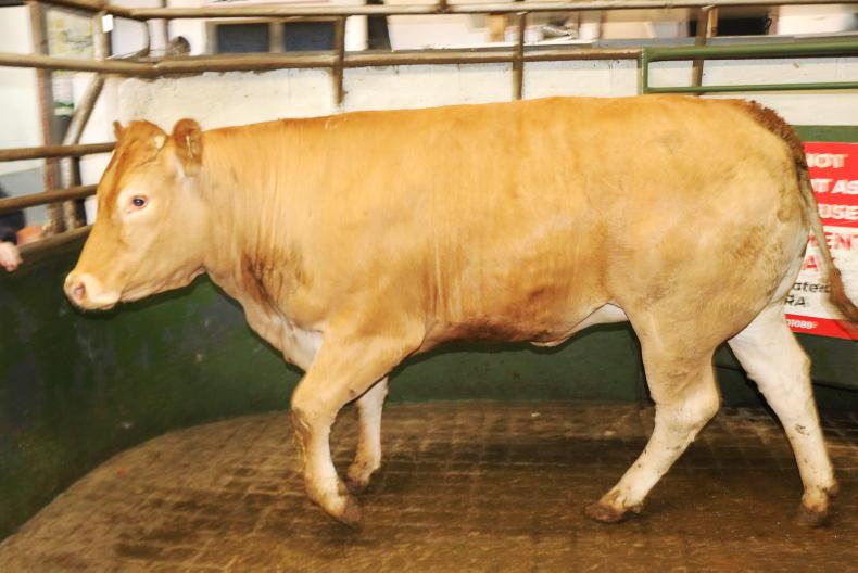 Camera at the Mart: cull cows sell to tops of €3,440 in Raphoe Mart