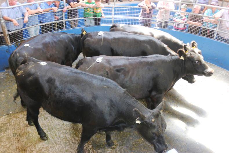 Camera at the Mart: steady trade for heavier cattle in Portumna Mart