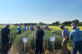 Listen: new research aims to revive Ireland’s milling wheat industry