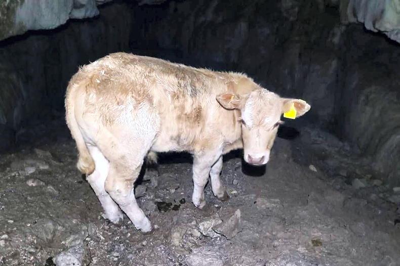 Calf rescued from Fermanagh cave