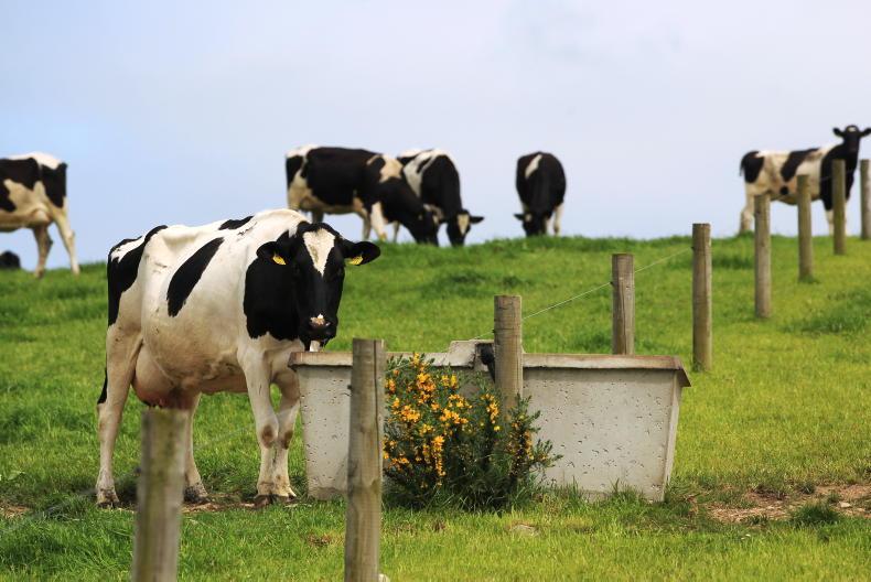 Vet's Corner: don't ignore the coughing cow 