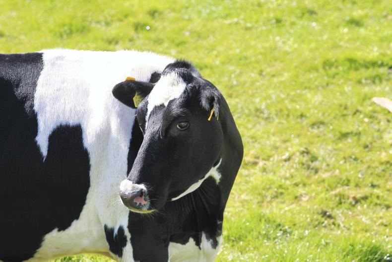 Agri jobs: potential for progression to partnership on Cork dairy farm
